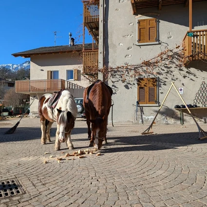 Passeggiata a cavallo con pranzo in rifugio 5 Passeggiata a cavallo con pranzo in rifugio 5